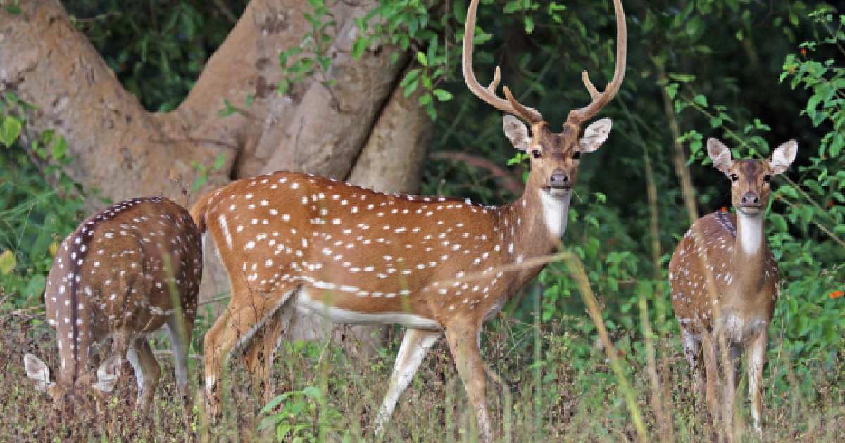 Spotted Deer (Axis axis) - largest deer species