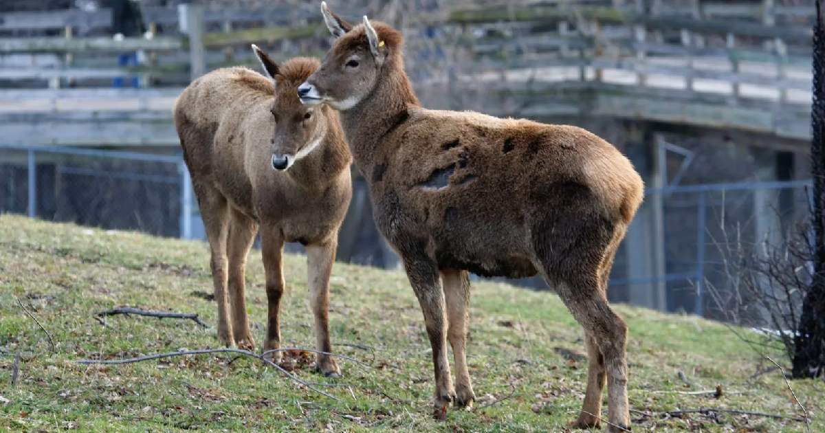 Thorold’s Deer (Cervus albirostris) - largest deer species